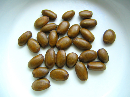 トゲバンレイシの種, soursop seeds