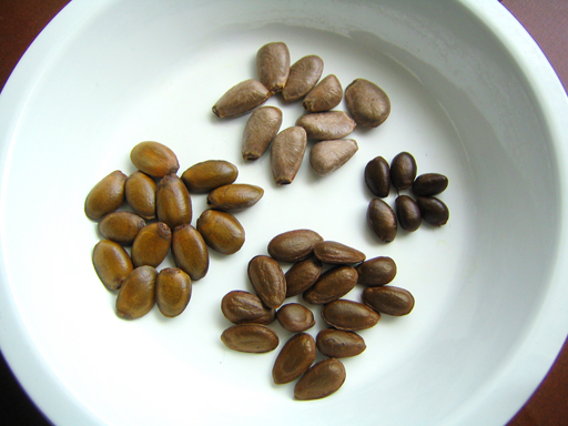 トゲバンレイシとシャカトウとチェリモヤの種の比較, comparing the seeds of soursop, sugar apple, and cherimoya