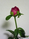d0047297_18241110.jpg