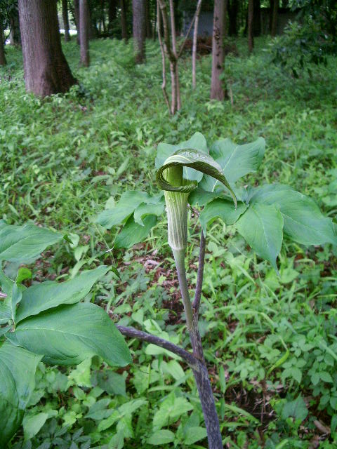 e0025300_11165073.jpg