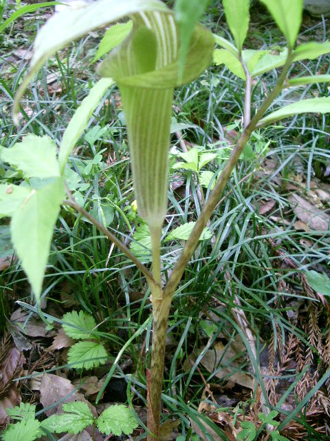 e0025300_11205819.jpg