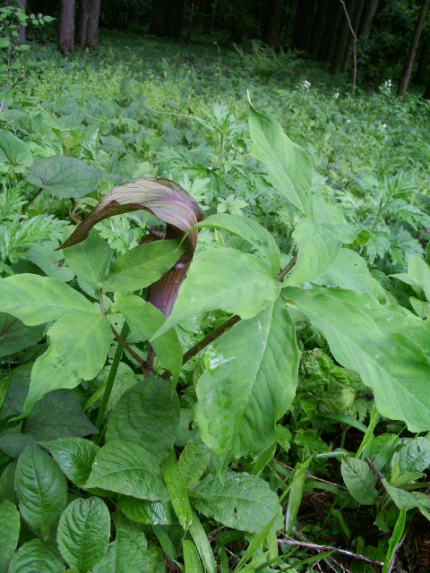e0025300_11243598.jpg