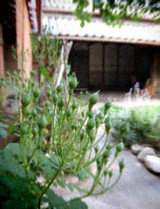 d0077603_10401681.jpg