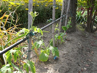 c0076204_15412771.jpg