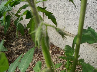 c0076204_1544348.jpg