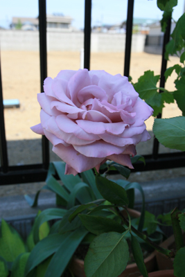 e0102713_90390.jpg