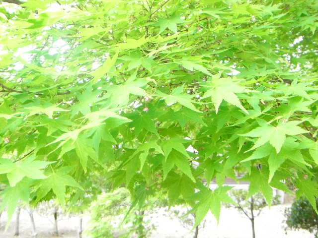 f0141419_5533768.jpg
