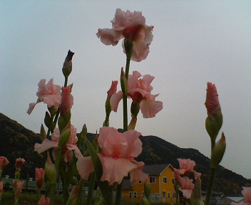 f0036223_21164731.jpg