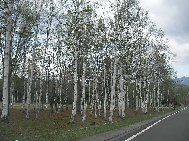e0089227_16181235.jpg