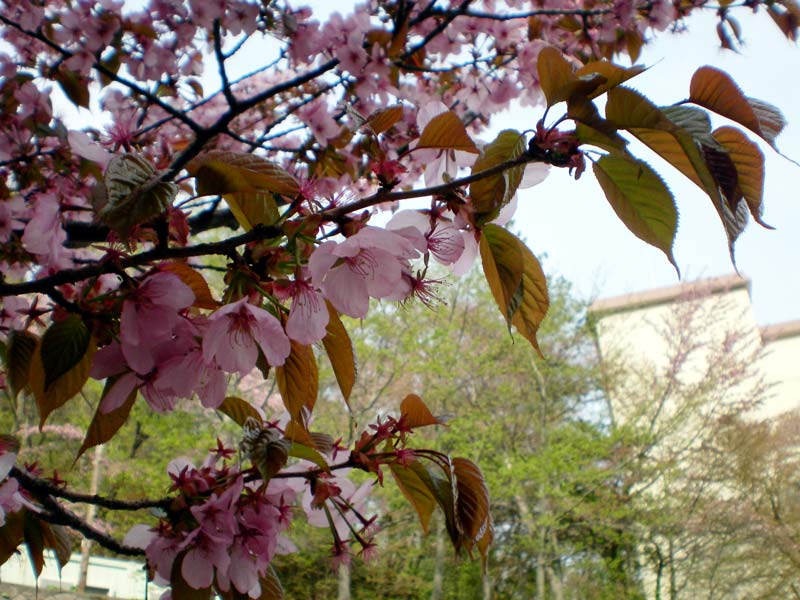 e0037129_0322221.jpg