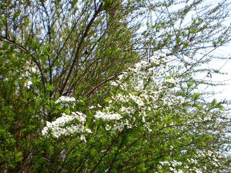 e0037129_0352843.jpg