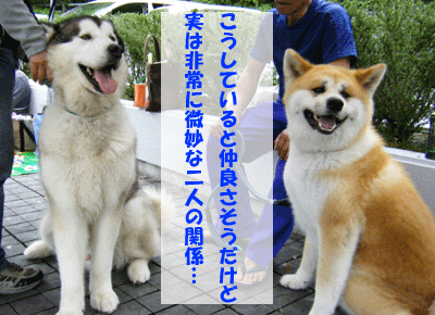 f0008935_11391513.gif