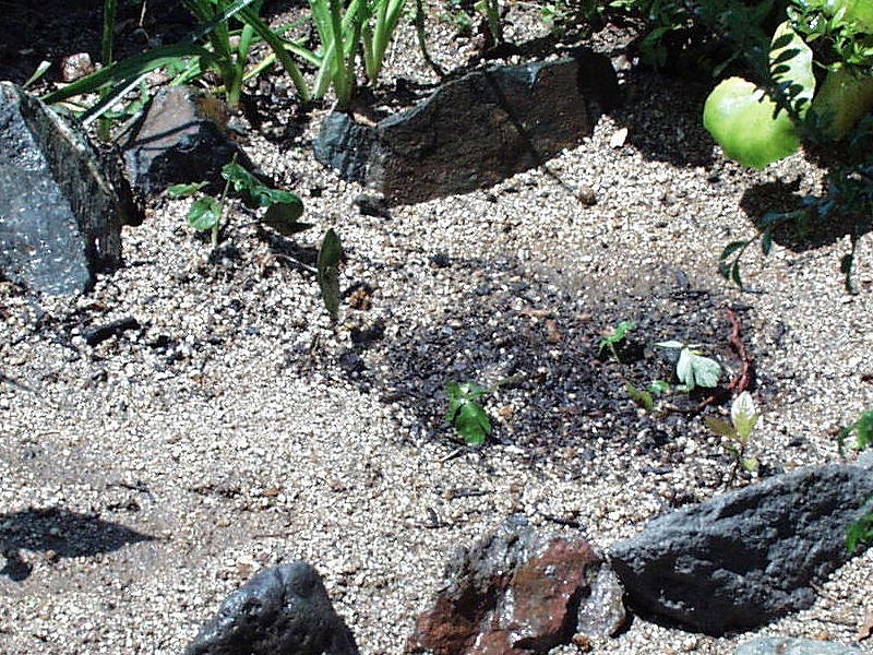 e0017651_1829094.jpg