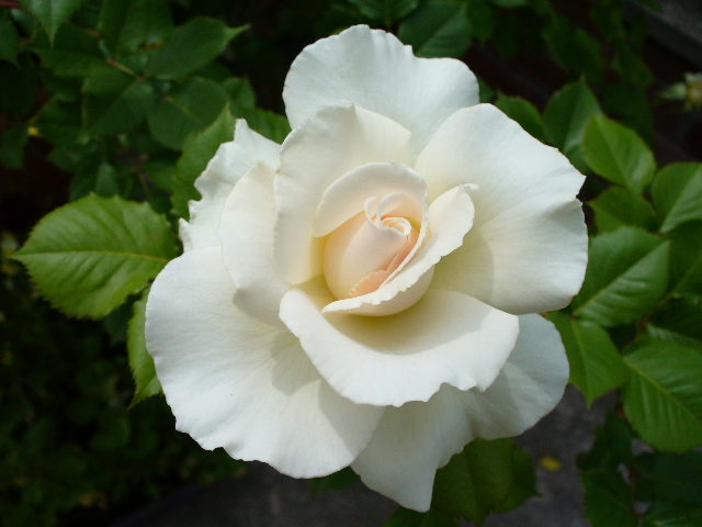 f0074659_22121681.jpg