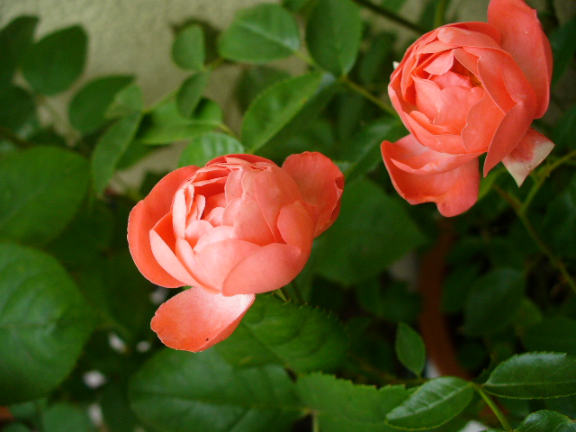 f0074659_2225552.jpg