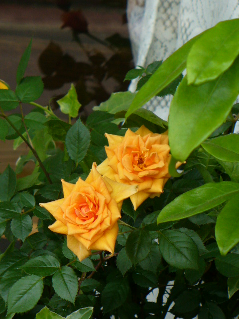 f0074659_22541152.jpg