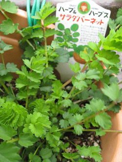 d0050871_1022238.gif