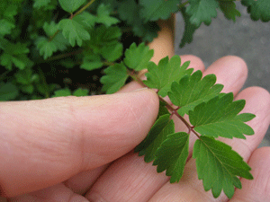 d0050871_10225974.gif