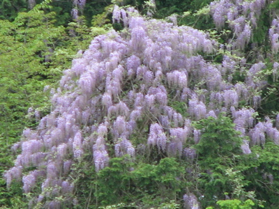 d0050472_2425260.jpg