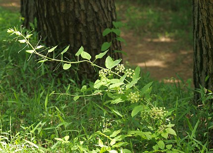 b0078874_1251262.jpg