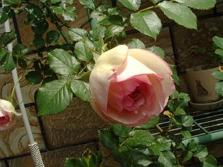 d0143192_16335373.jpg