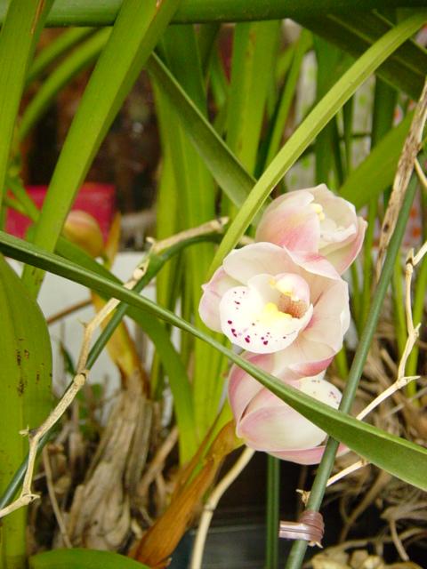 f0148098_1650116.jpg