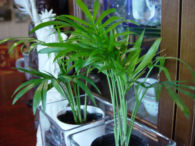 f0148098_1654699.jpg