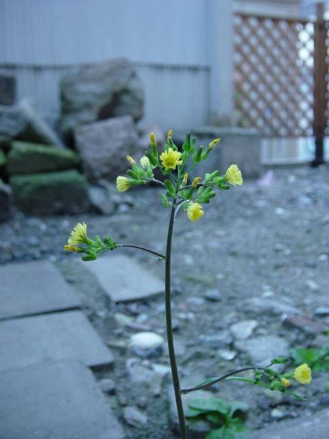 f0148098_1659657.jpg