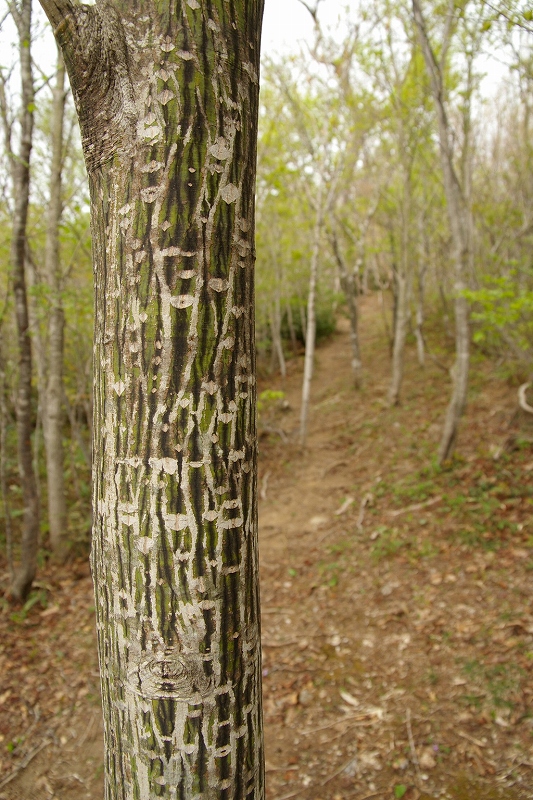 b0050305_232773.jpg