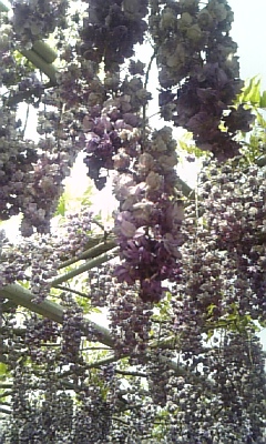 c0089719_0253712.jpg