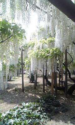 c0089719_0264058.jpg