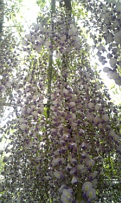c0089719_0322316.jpg