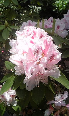 c0089719_0324865.jpg