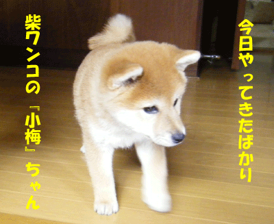 f0008935_16525667.gif