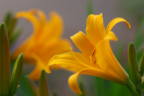 a0003746_16544260.jpg