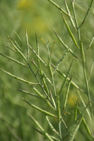 a0091666_232738100.jpg