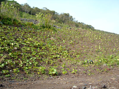 e0097770_2013943.jpg