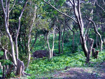 e0097770_2025054.jpg