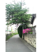 c0072589_9505158.jpg