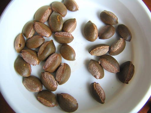 スターアップルの種, star apple seeds