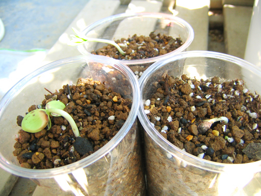 スターアップルの発芽, germination of star apple seeds