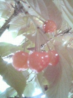 e0143298_20503138.jpg