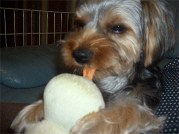 c0143711_1244761.gif