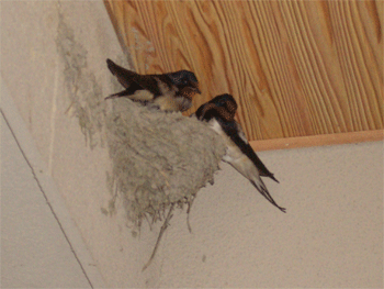 c0143711_222534100.gif