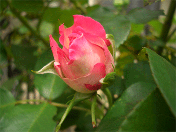 c0143711_22273646.gif