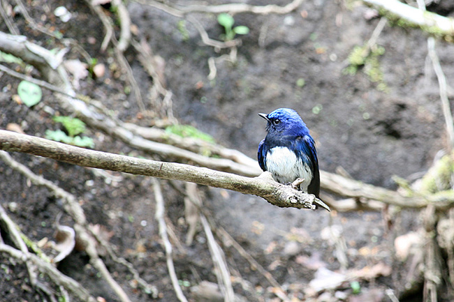 e0066638_103482.jpg