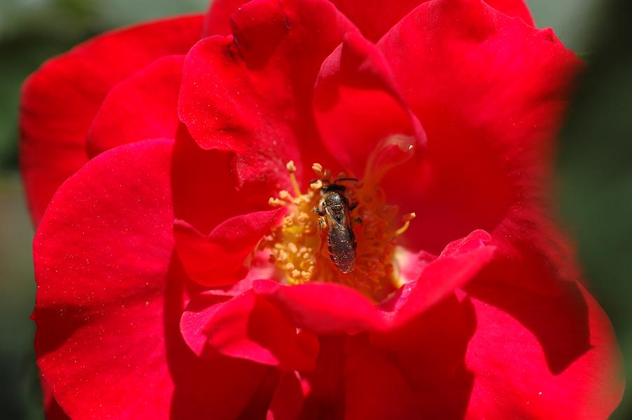 e0095142_21233684.jpg