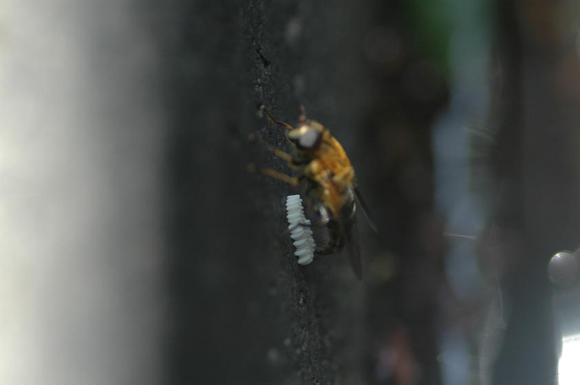 e0095142_21373487.jpg