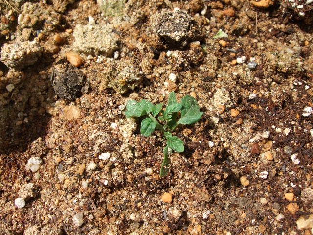 e0085543_2353690.jpg