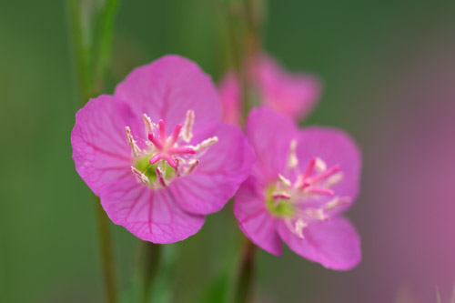 a0003746_1633870.jpg